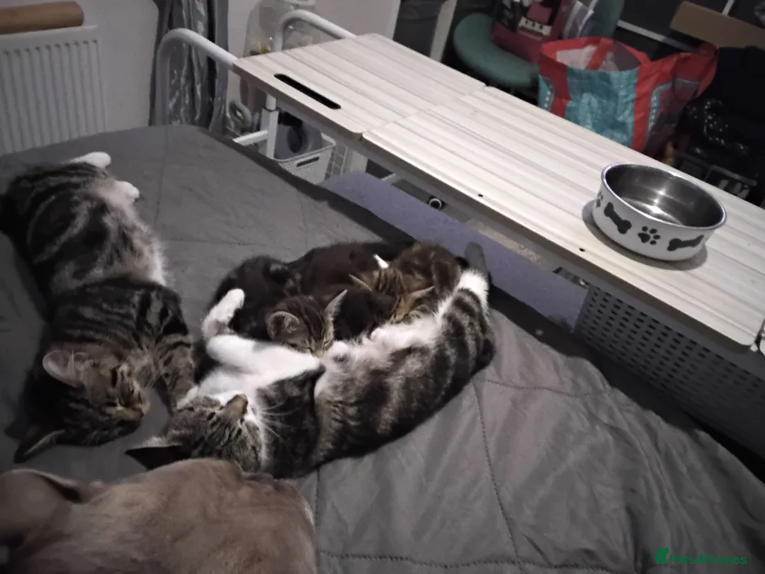 British Shorthair cats for sale: Brother and sister ready to collect now - Advert 1