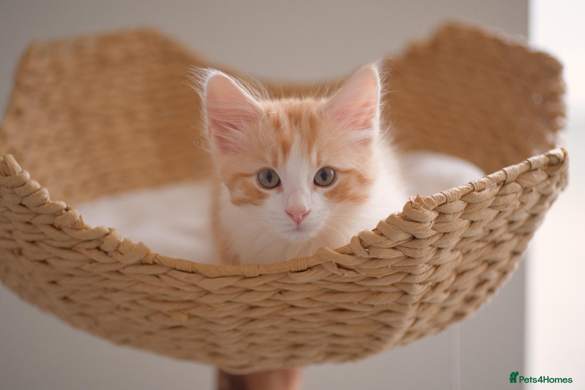 Mixed Breed cats Part Ragdoll Kittens Looking for Forever Families - Advert 1
