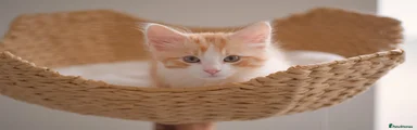 Luca