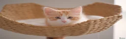 Mixed Breed cats for sale: Part Ragdoll Kittens Looking for Forever Families - Advert 1