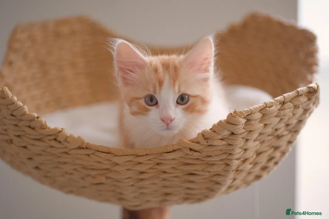 Mixed Breed cats for sale: Part Ragdoll Kittens Looking for Forever Families - Advert 1