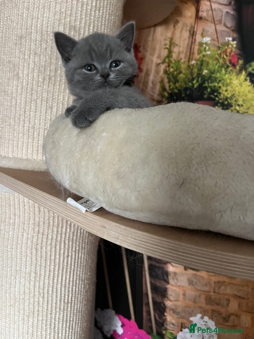British Shorthair cats for sale: Beautiful British shorthair kittens 🐱 🥰 - Advert 5