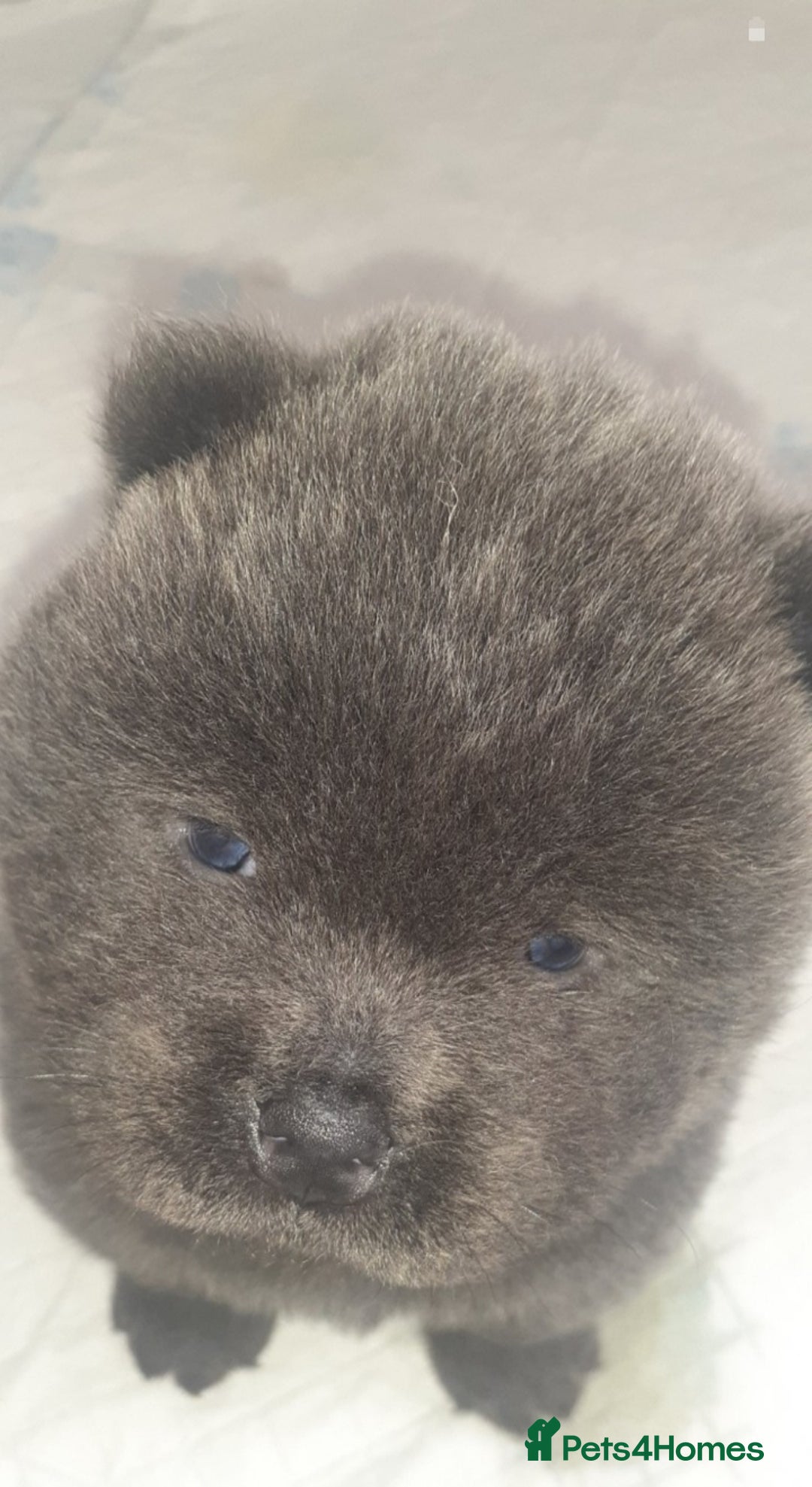Chow Chow dogs for sale:  KC registered Chow Chow puppies for sale.🤗 - Image 7