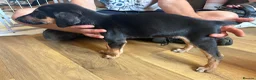 Lurcher dogs for sale: Lurcher pups  - Advert 14