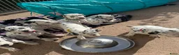Dalmatian dogs for sale: Pedigree KC Registered Puppies - Advert 4