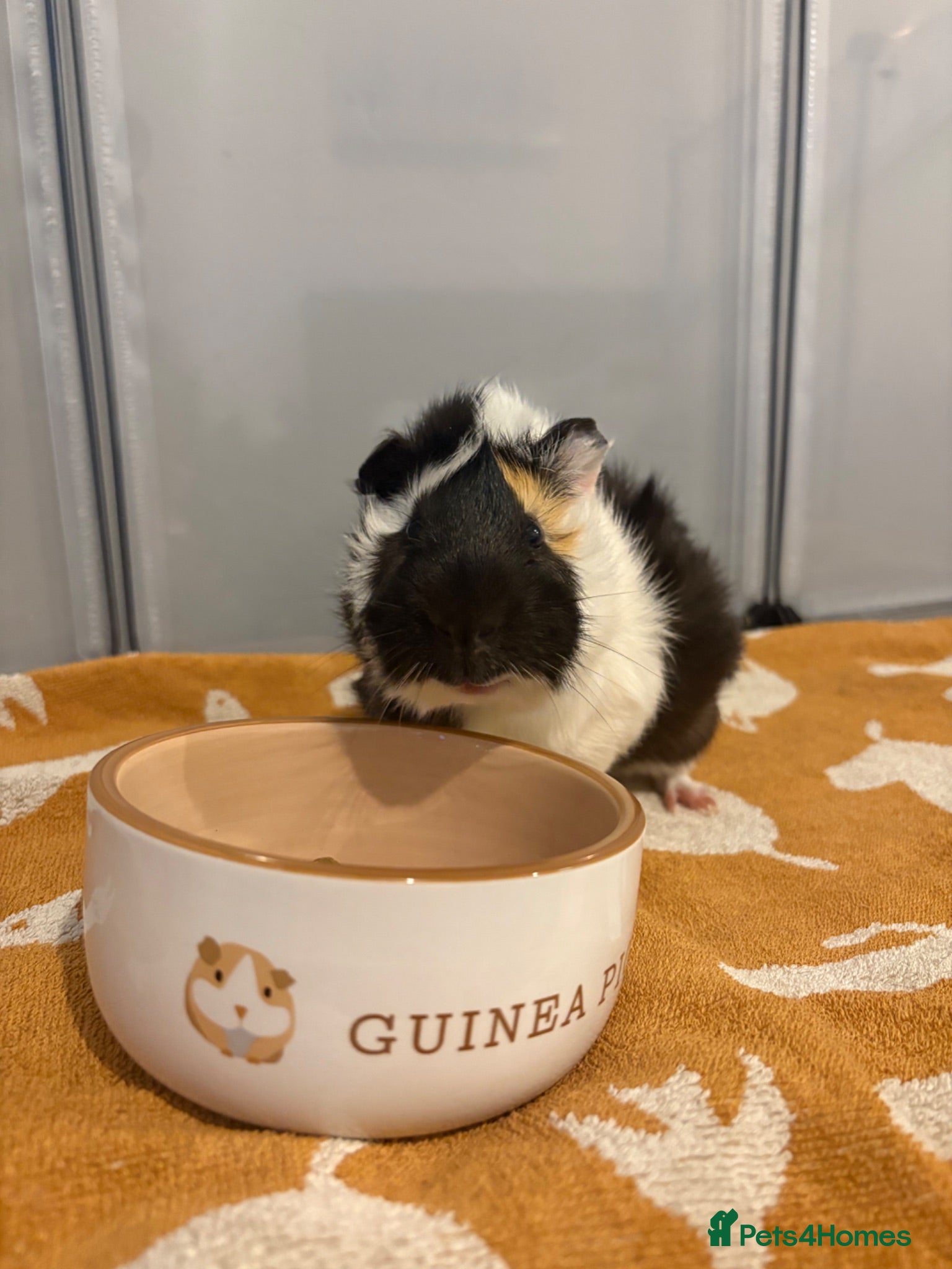 Guinea Pig rodents Guinea pig  - Advert 1