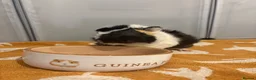 Guinea Pig rodents for sale: Guinea pig  in Bolton - Advert 1