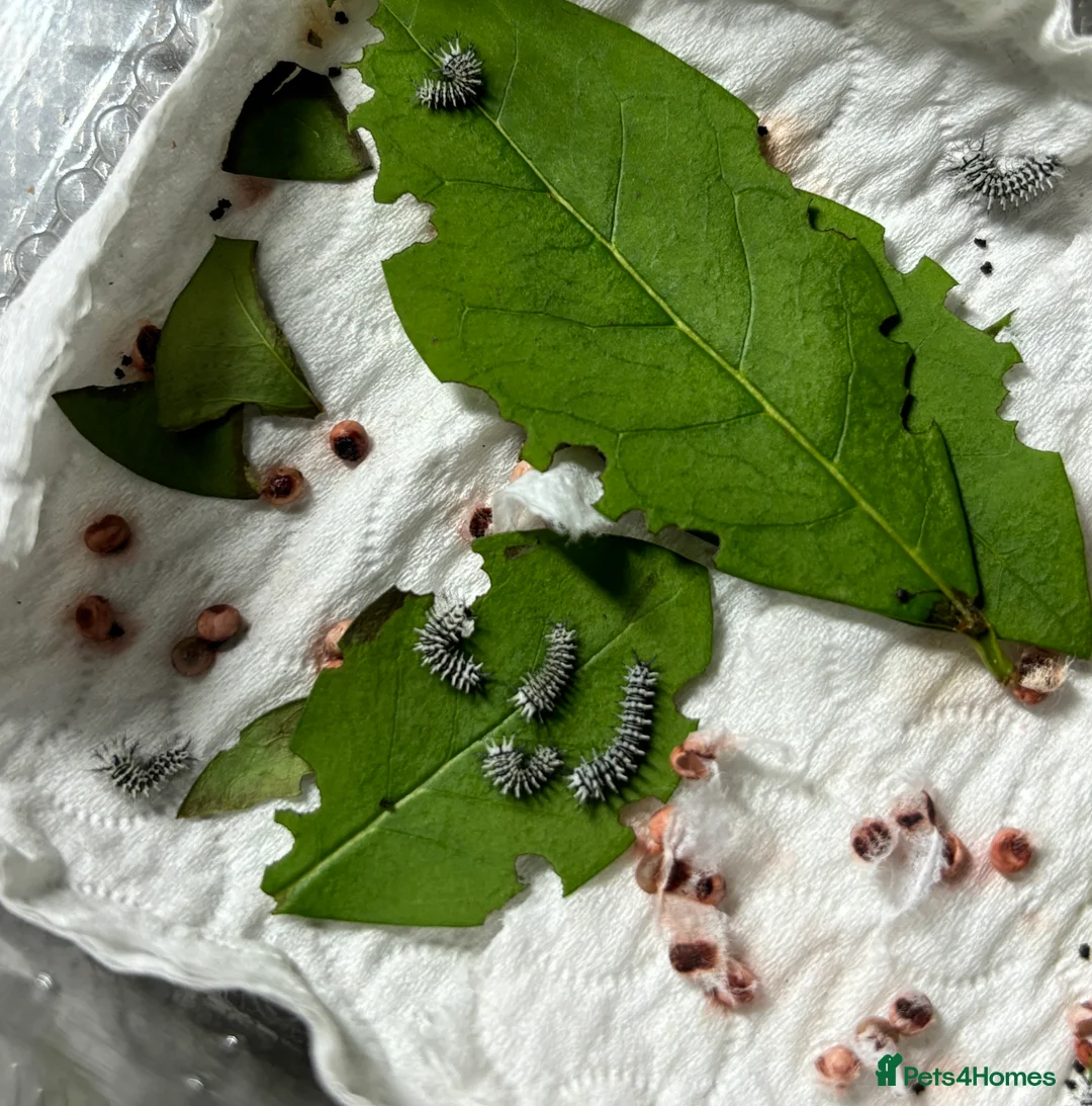 Worms invertebrates for sale: Atlas moth caterpillars  - Advert 1