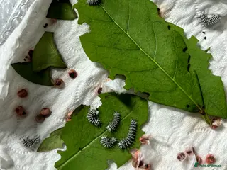 Worms invertebrates Atlas moth caterpillars - Advert 2