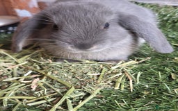 Mini Lop rabbits for sale: Baby blue male bunny - Image 1