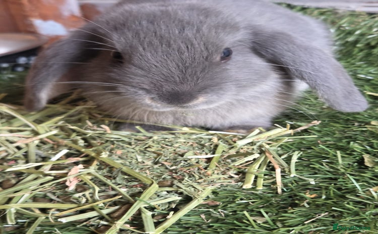 Mini Lop rabbits - Advert 8