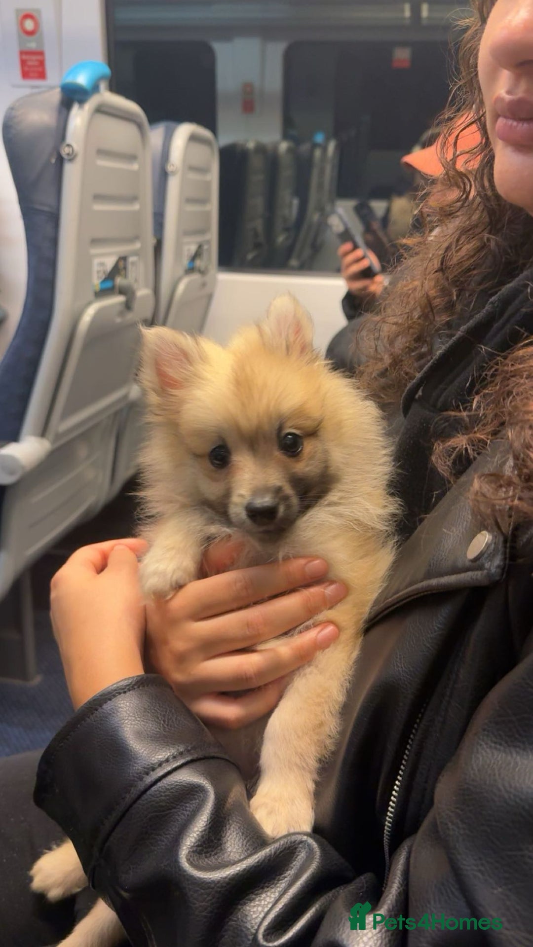 Pomeranian dogs for sale: Pomeranian for sale  - Advert 1