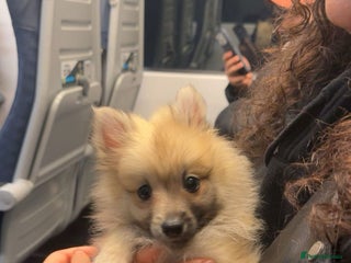 Pomeranian dogs Pomeranian for sale - Advert 2