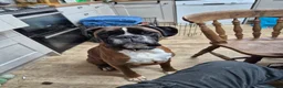 Boxer dogs for sale: Mr Biggs needs a new home  - Advert 2