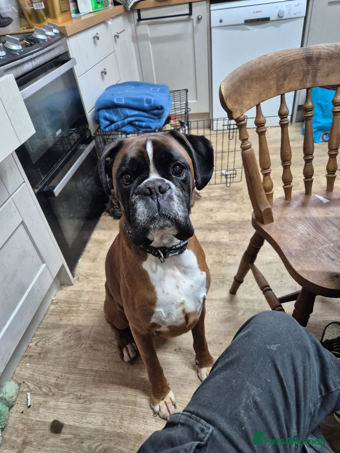 Boxer dogs for sale: Mr Biggs needs a new home  - Advert 2