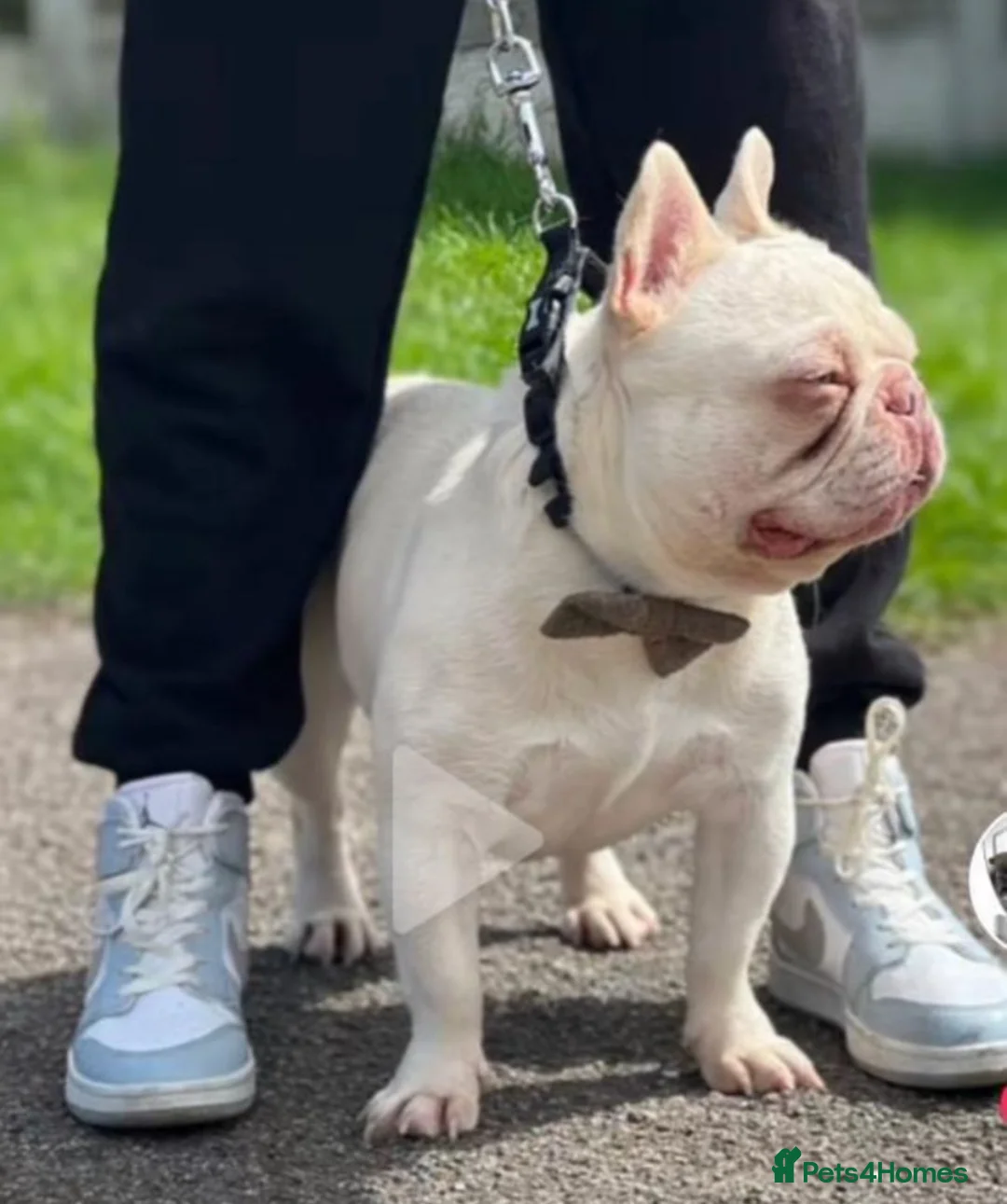 French Bulldog dogs for stud: French bulldog stud in Basildon - Advert 3