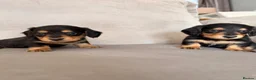 Miniature Dachshund dogs for sale: Minature Dachshund Puppies - Advert 4