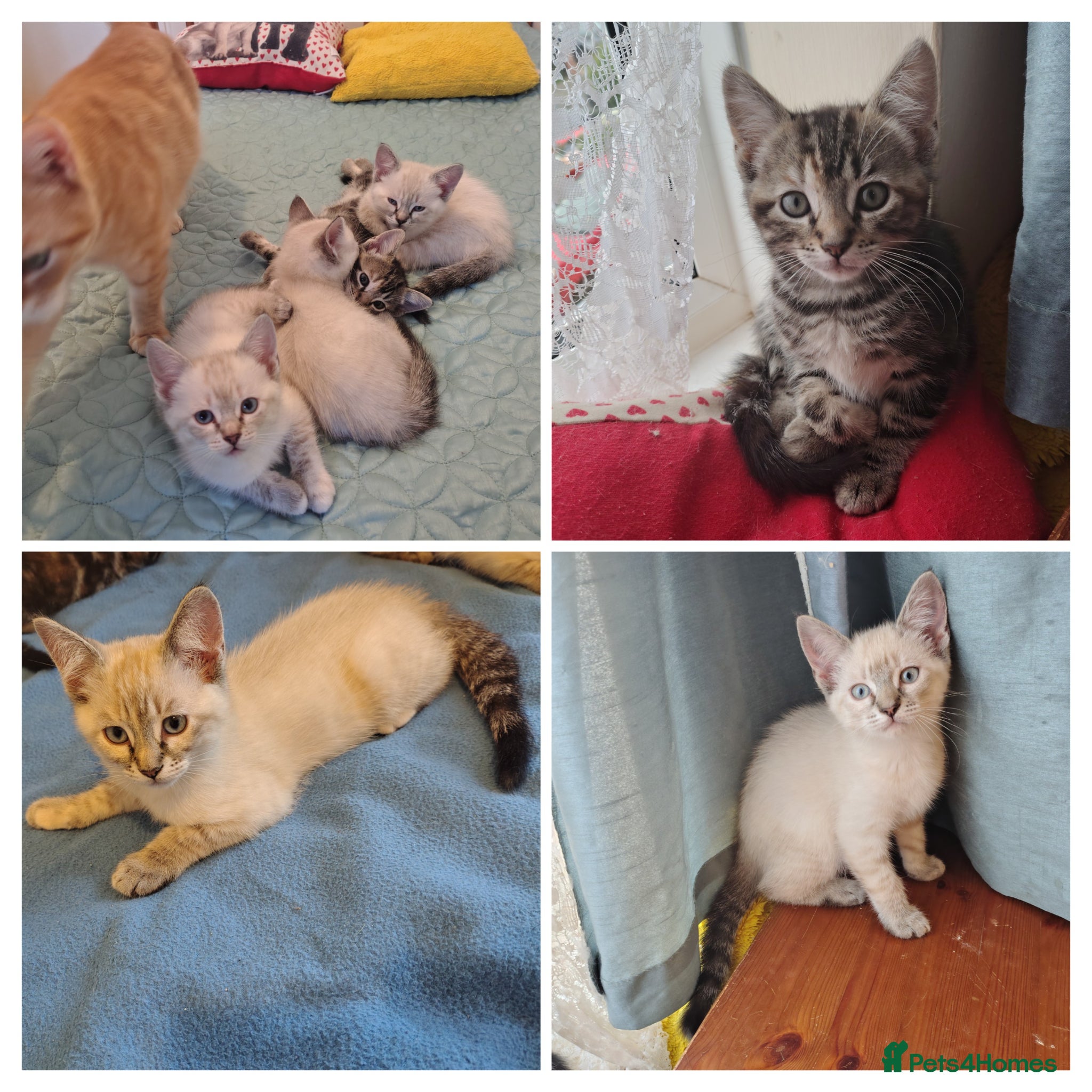 Mixed Breed cats Ragdoll x ginger mother 4 girls - Advert 2