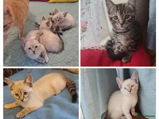 Mixed Breed cats Ragdoll x ginger mother 4 girls - Advert 1