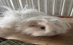 Guinea Pig rodents for sale: **FREE** Purebred Longhaired sows  - Image 2