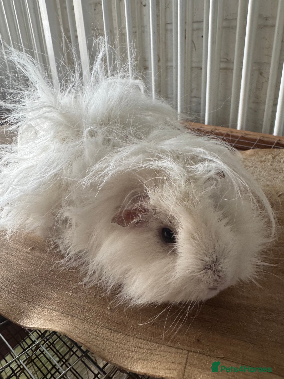 Guinea Pig rodents for sale: **FREE** Purebred Longhaired sows  - Image 2