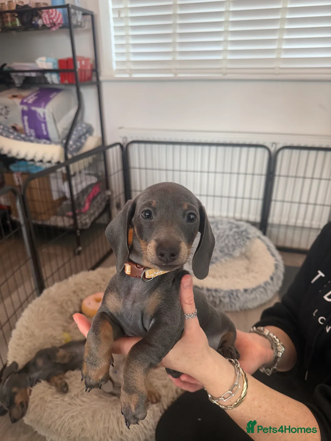 Miniature Dachshund dogs for sale: Miniature short haired dachshund in Nottingham - Advert 2