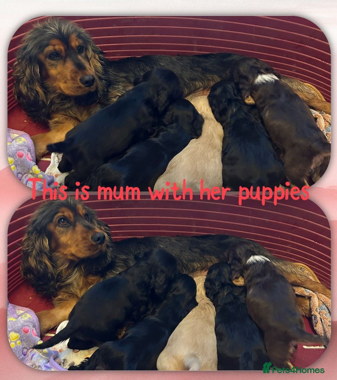 Cocker Spaniel dogs for sale: Show cocker spaniels top quality  - Advert 3