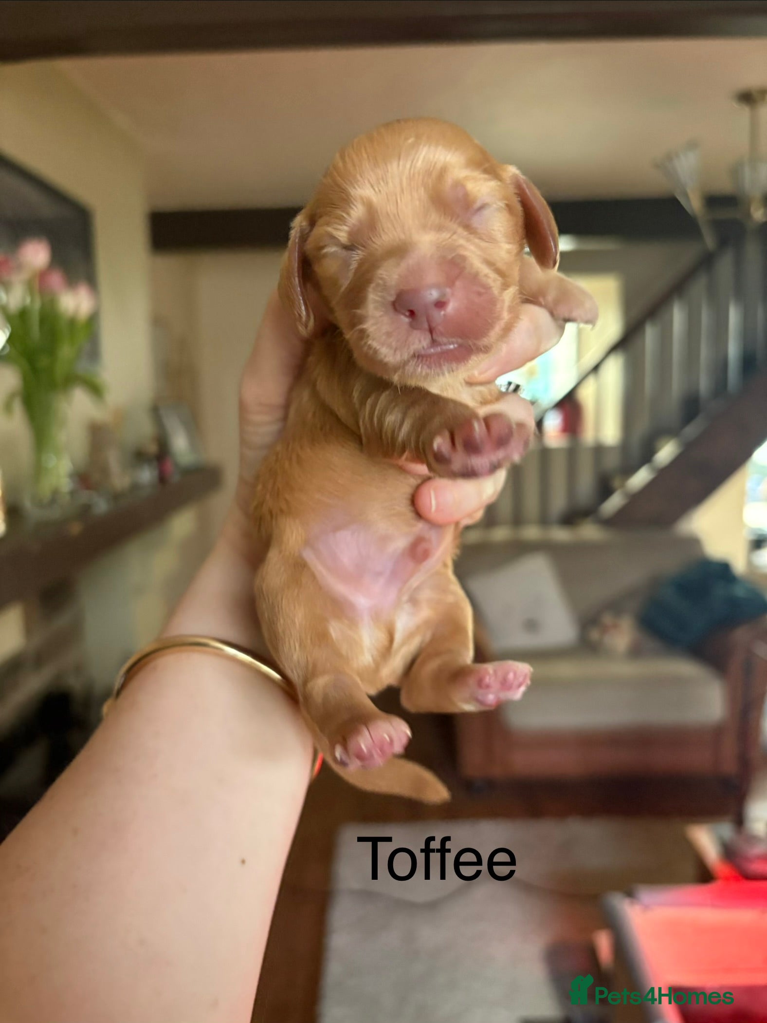 Cocker Spaniel dogs Cocker spaniel puppies - Advert 3