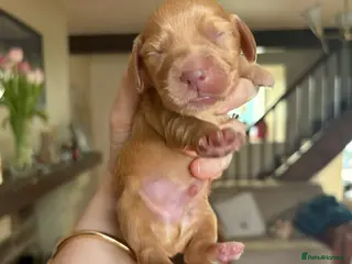 Cocker Spaniel dogs Cocker spaniel puppies - Advert 3