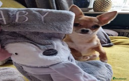 Chihuahua dogs for stud: PUREBRED CHIHUAHUA FOR STUD ONLY APPLE HEADED   - Image 6