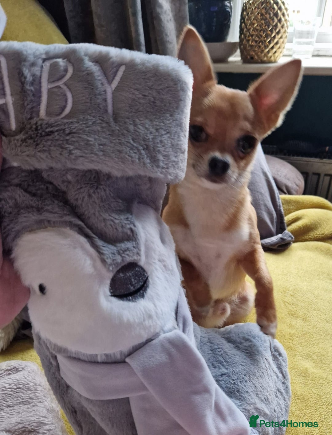 Chihuahua dogs for stud: PUREBRED CHIHUAHUA FOR STUD ONLY APPLE HEADED   - Image 6