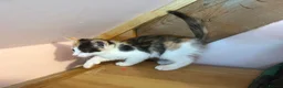 Mixed Breed cats for sale: Stunning polydactyl kittens - Advert 12