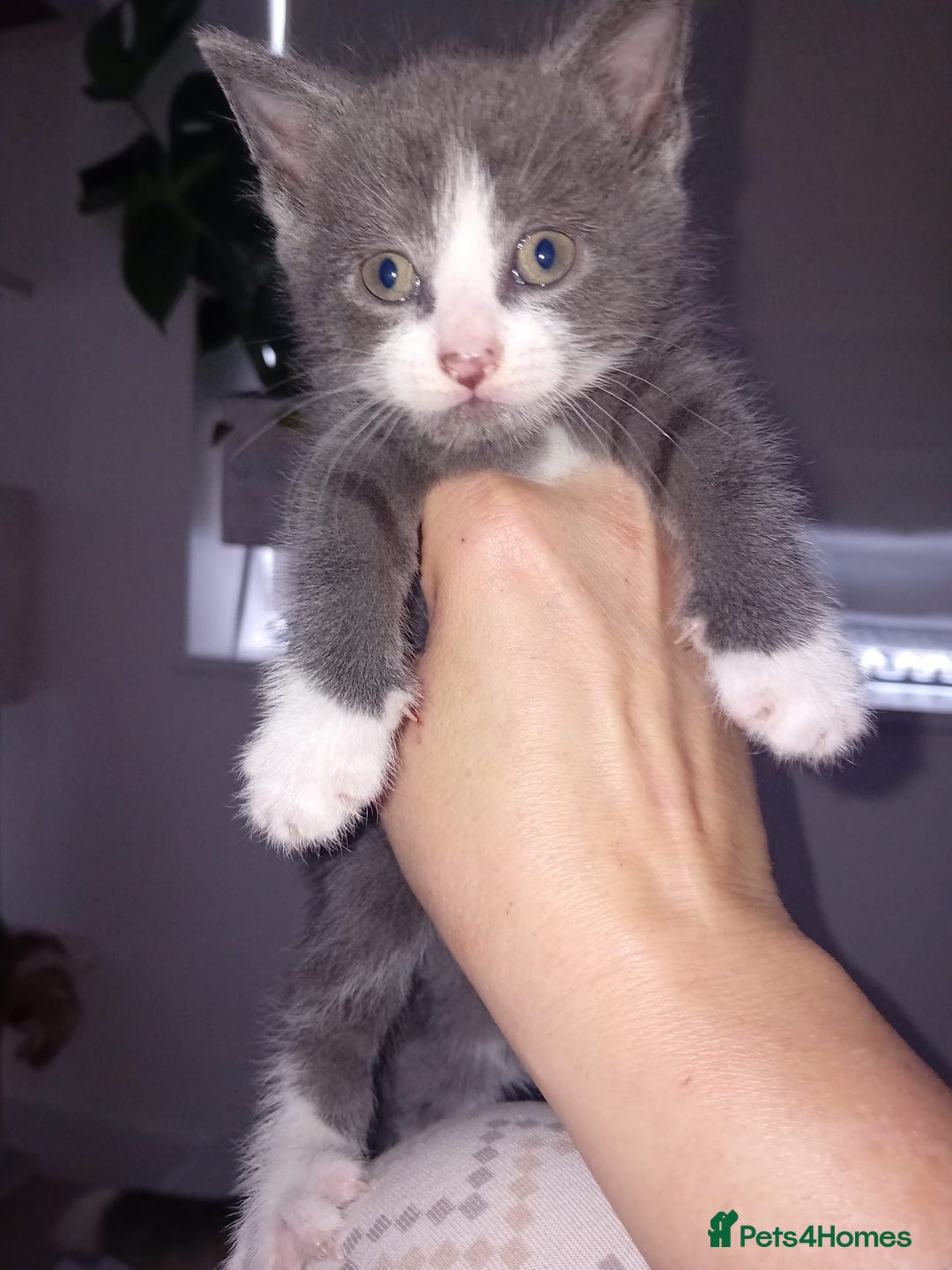 Mixed Breed cats for sale: 1 Male 1 Female Cat For Sale - Advert 1