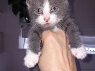 Mixed Breed cats 1 Male 1 Female Cat For Sale - Advert 10