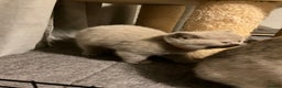British Shorthair cats for sale: Purebred amazing BSH kittens - Advert 3