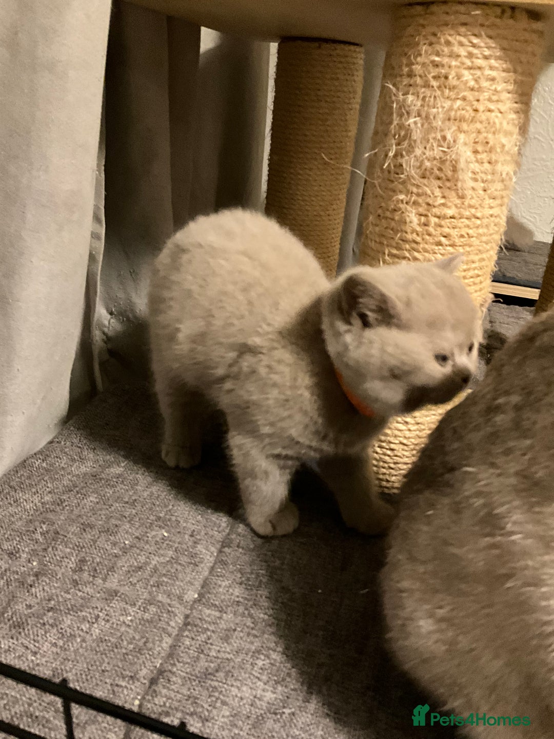 British Shorthair cats for sale: Purebred amazing BSH kittens - Advert 3