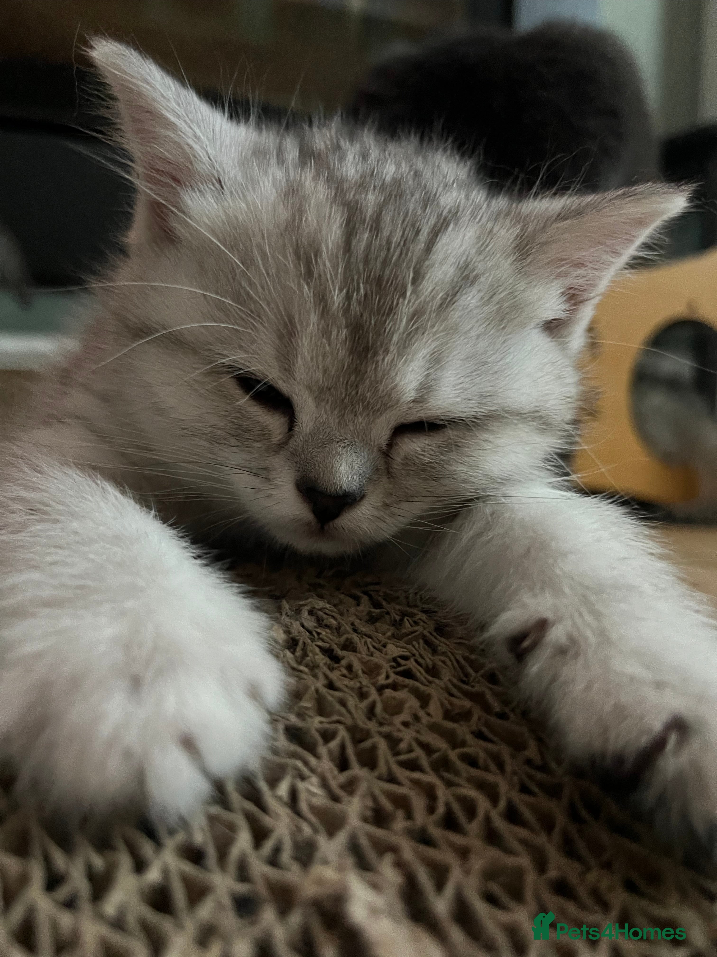 British Shorthair cats 2 x White & Grey British Short Hair Kittens  - Advert 2