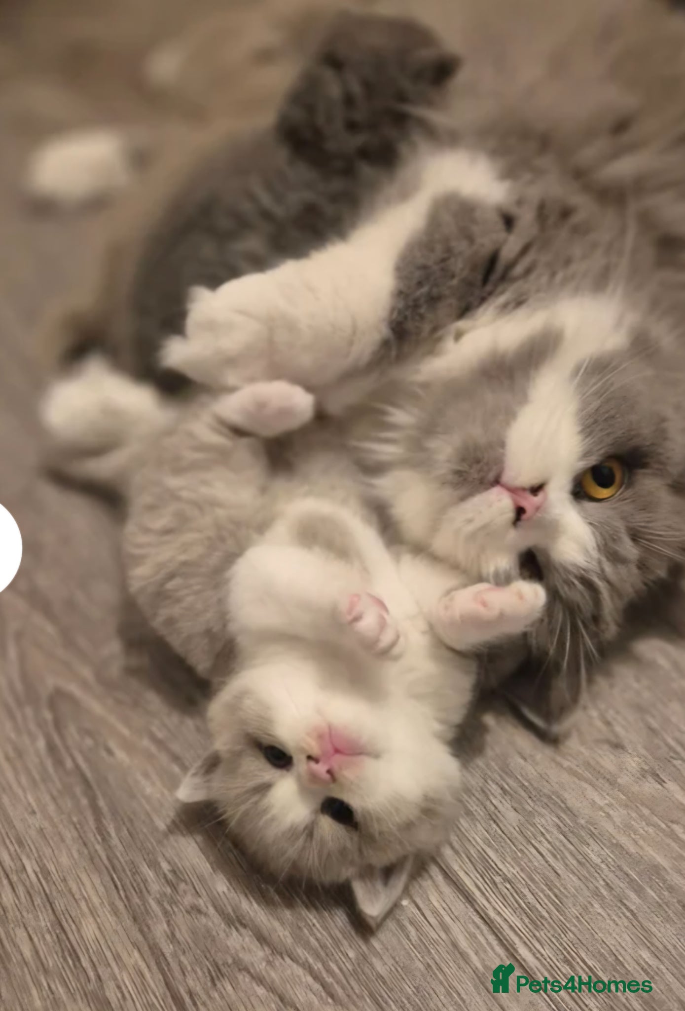 British Shorthair cats Stunning pedigree British short/longhair/ kittens  - Advert 4