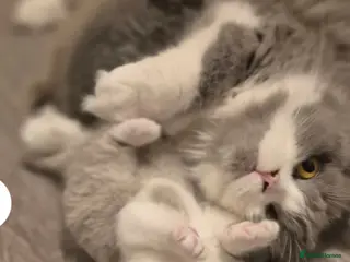 British Shorthair cats Stunning pedigree British short/longhair/ kittens - Advert 4