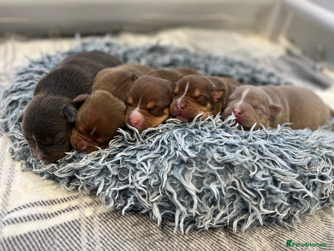 American Bully dogs for sale: 3 Quality American Pocket Bullies - Advert 3