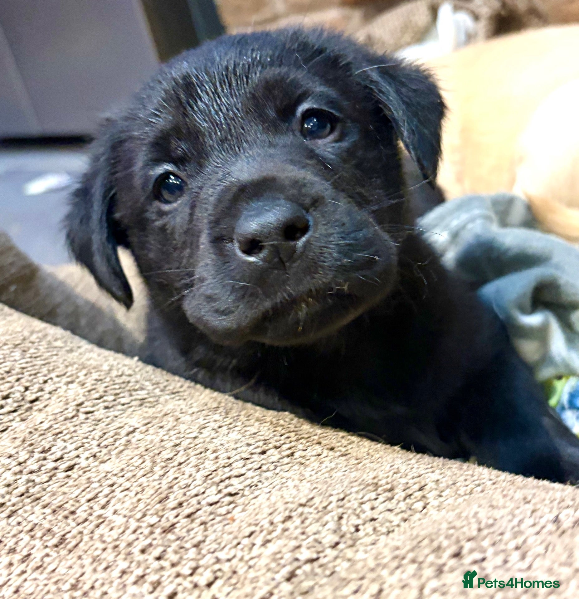 Labrador Retriever dogs Come and choose your baby🐾 Pedigree KC Reg labs❤️ - Advert 3