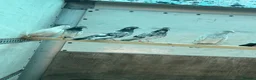 Pigeons birds for sale: Pakistani high flyers pigeons  - Advert 1