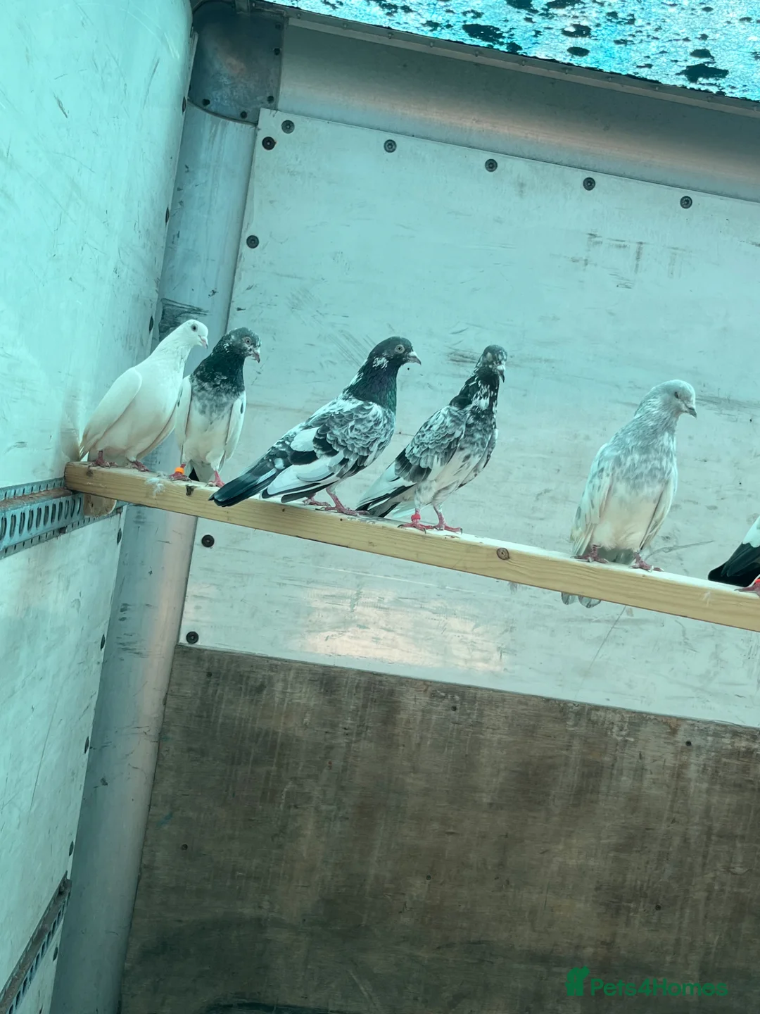 Pigeons birds for sale: Pakistani high flyers pigeons  - Advert 1