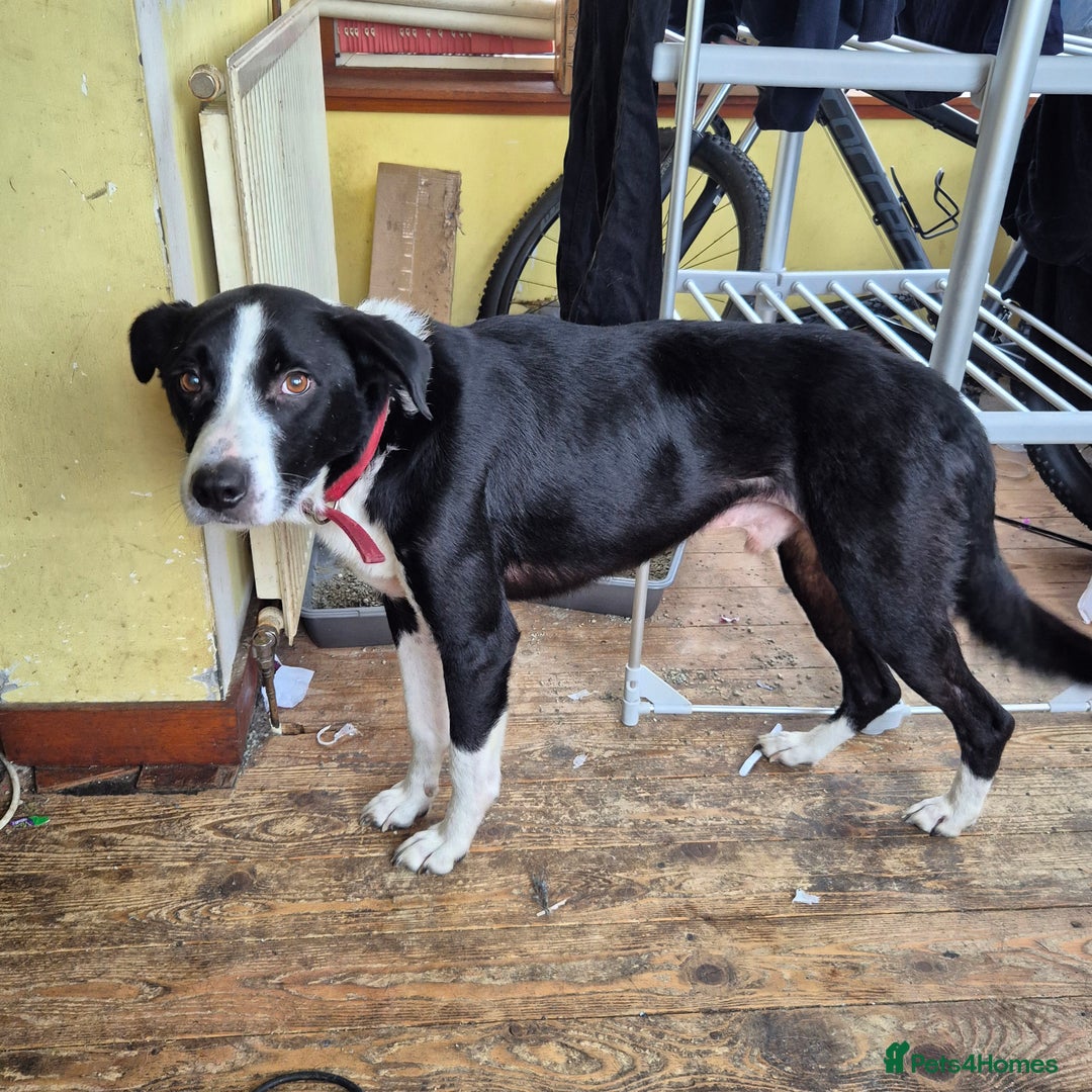 Mixed Breed dogs for sale: Border collie cross - Image 2