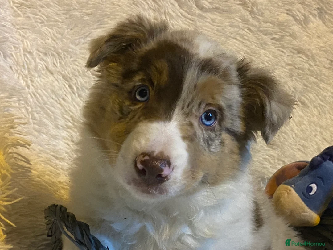 Border Collie dogs for sale: Border Collie Puppies | Health Tested Parents - Advert 1