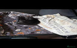 Mixed Breed cats for sale: Female cat needing forever home  - Image 2