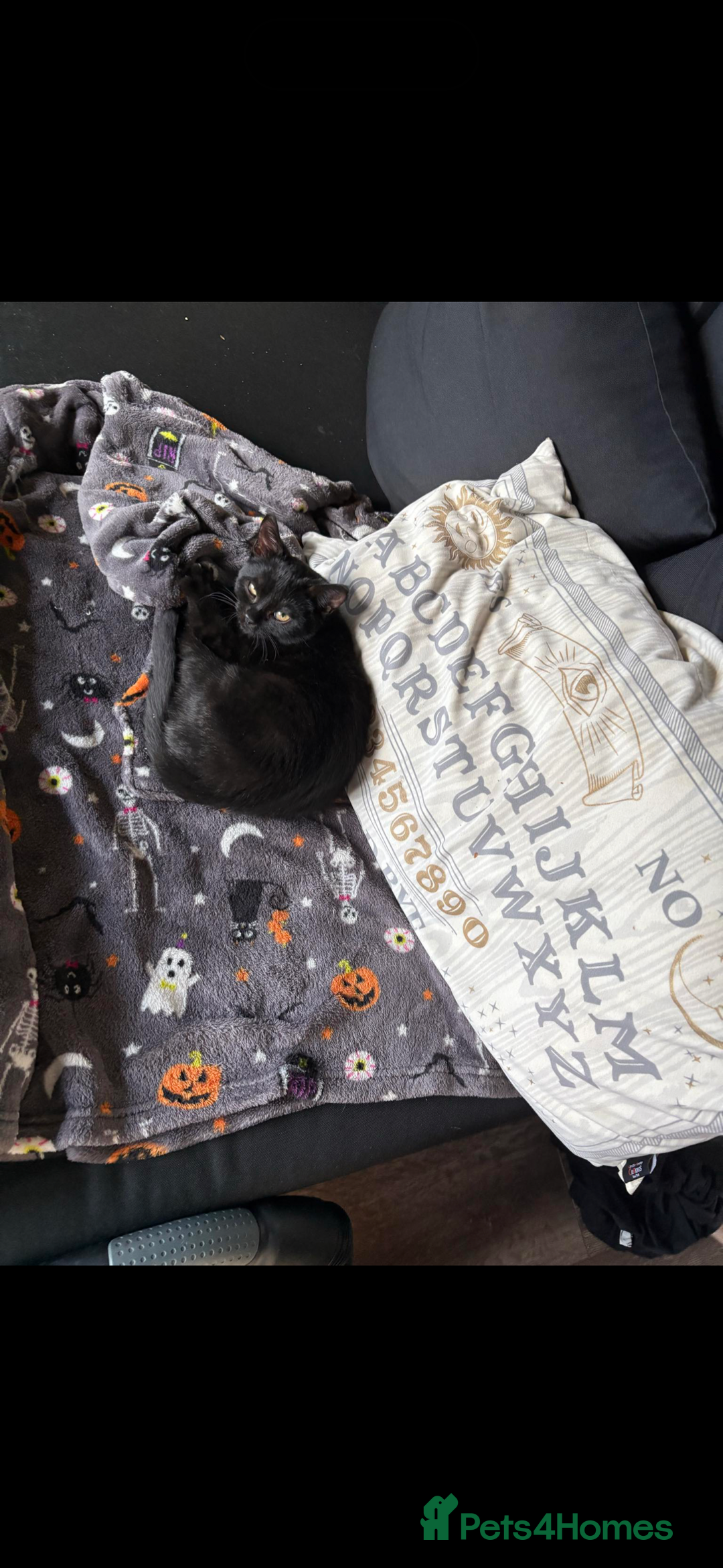 Mixed Breed cats for sale: Female cat needing forever home  - Image 2