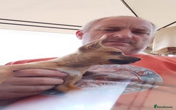 Chihuahua dogs for sale: Chihuahua pup looking for a big adventure  in Newmarket - Image 5