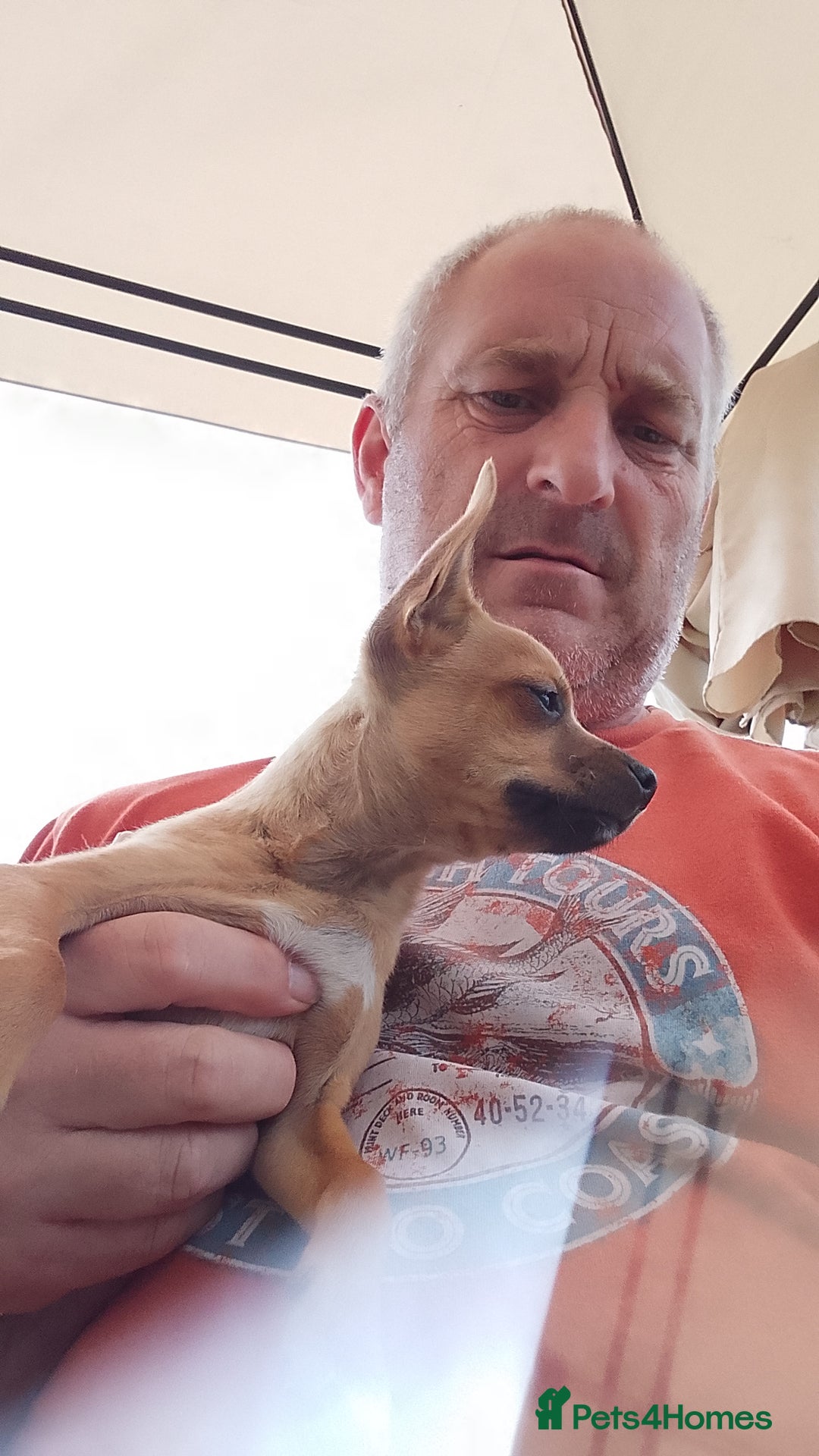 Chihuahua dogs for sale: Chihuahua pup looking for a big adventure  in Newmarket - Image 5