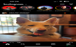 German Shepherd dogs for stud: Nika the shepsky for stud - Image 3